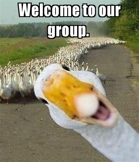 Funny "Welcome to the group""images - Google Search | Animais, Frases