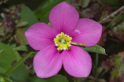 wood violet wi state flower | Pink flower of Violet wood sorrel (Oxalis violacea, shamrock) on ...