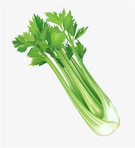 Celery Vector at GetDrawings | Free download