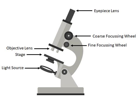 Light Microscope - Key Stage Wiki