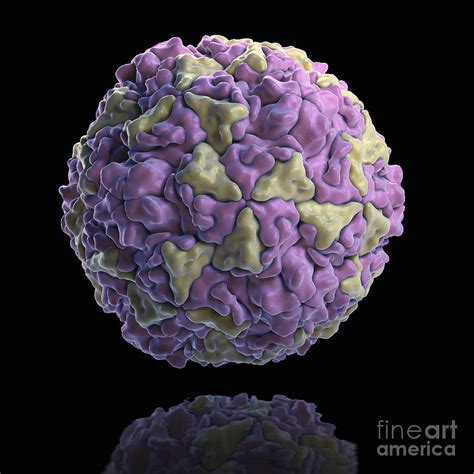 Human Rhinovirus Photograph by Science Picture Co