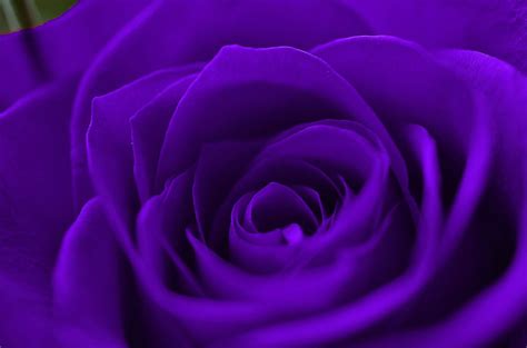 Top 999+ Purple Rose Wallpaper Full HD, 4K Free to Use