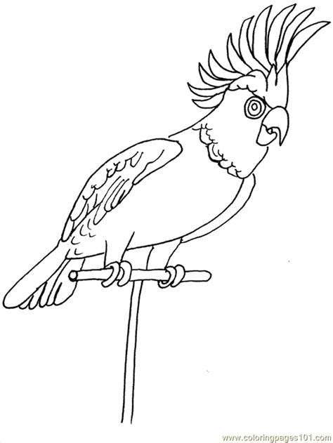 Tropical Birds Coloring Pages - Coloring Home