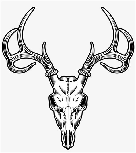 Deer Skull Drawing Illustration - Deer Skull Vector Png - Free ...