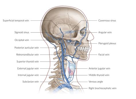 Bones Of Head And Neck