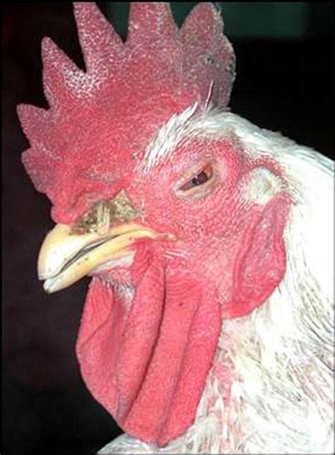 Mycoplasma gallisepticum Infection in Poultry - Poultry - MSD ...