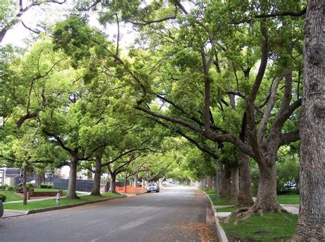 PlantFiles Pictures: Cinnamomum Species, Camphor Tree, Camphor Laurel, Camphorwood (Cinnamomum ...