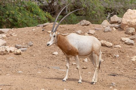 A Scimitar Oryx Or Scimitarhorned Oryx Also Known As The Sahara Oryx Stands In The Hot Desert ...