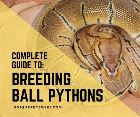 Ball Python Breeding: The Complete Guide