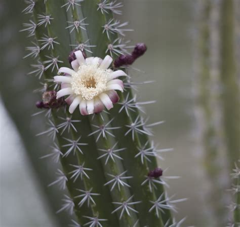 Walking Arizona: More Night Blooming Cactus