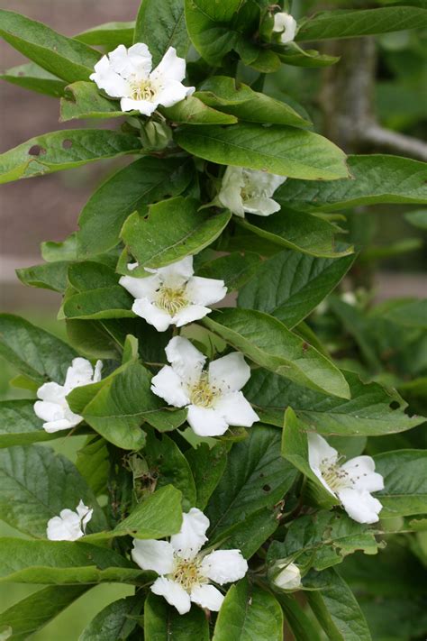 Reviving the Medlar, Our Forgotten Fruit — Creative Countryside