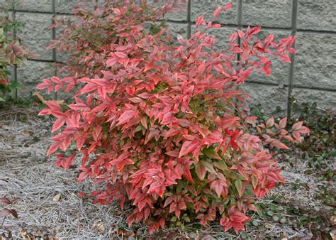 Plant nandinas for great winter color and berries | Mississippi State ...