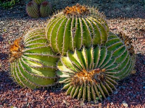 17 Impressive Types of Cacti in Mexico (With Pictures) | House Grail