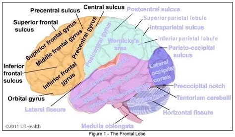 Neuroanatomía en línea: Laboratorio 1-Visión general del Sistema Nervioso - Telencéfalo - Una ...