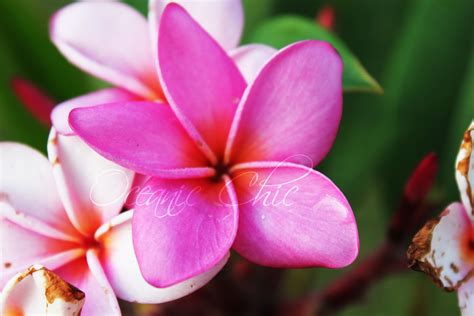 🔥 [70+] Hawaiian Flower Wallpapers | WallpaperSafari