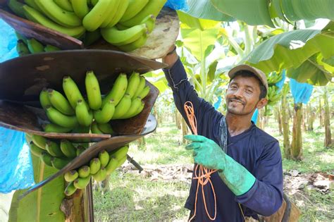 One Step Further for the Wellbeing of Banana Workers | Rainforest Alliance for Business