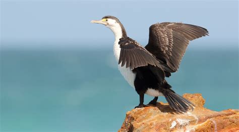 Pied Cormorant - BirdLife Australia