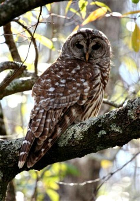 Barred Owl - Photos, facts, and identification tips