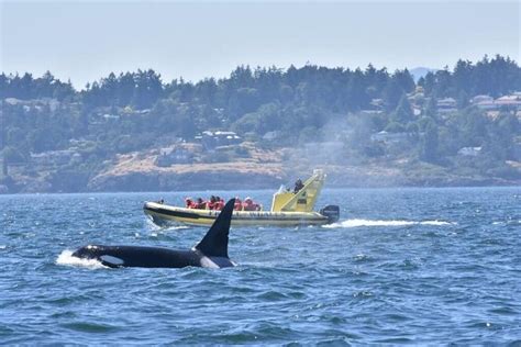 Zodiac Whale Watching Adventure From Victoria: Triphobo