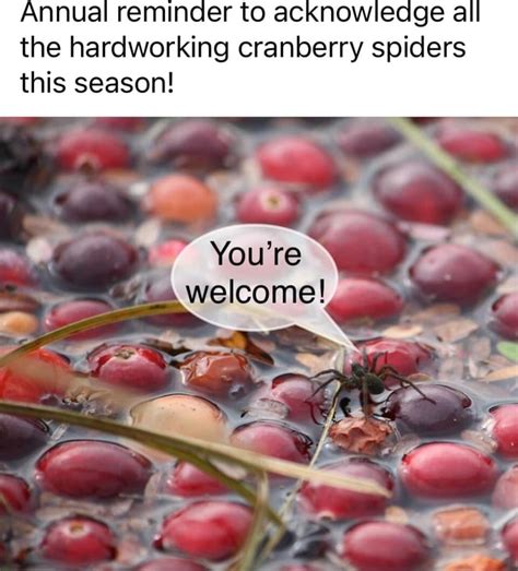 Annual reminder to acknowledge a the hardworking cranberry spiders this ...