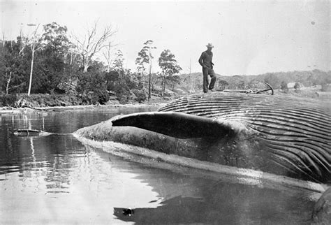 Start of whaling | Australia’s Defining Moments Digital Classroom ...