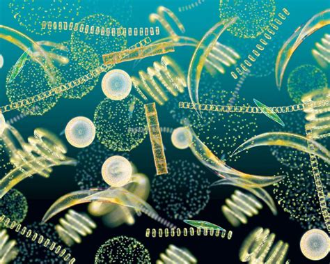 Sailors Cruise Ahead in a Study of the Oceans’ Phytoplankton - ALL AT SEA