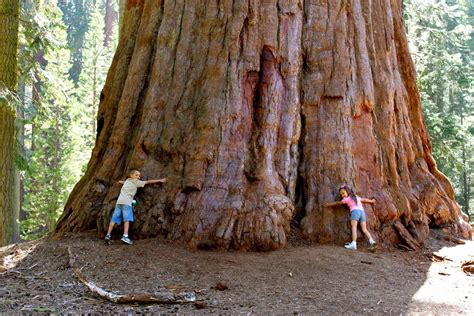 Les Séquoias Géants | Giant Sequoia Trees – Aphadolie