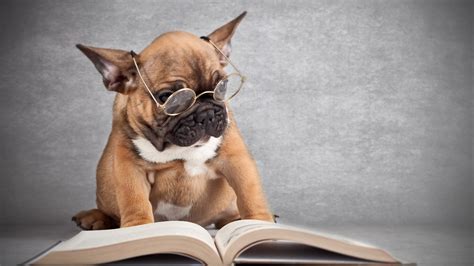 Dog wearing glasses reading a book Wallpaper | 1920x1080 Full HD ...