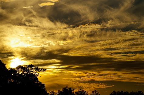1366x768 wallpaper | silhouette of tree sunset photo | Peakpx