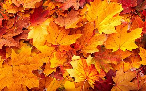 Fall Leaf Background, Thanksgiving Leaves HD wallpaper | Pxfuel