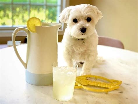 Can Dogs Have Lemon Juice? 2 Reasons Why They Should Have It - The Goody Pet