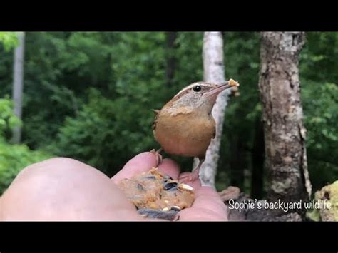 Hand feeding birds - Carolina wren - YouTube