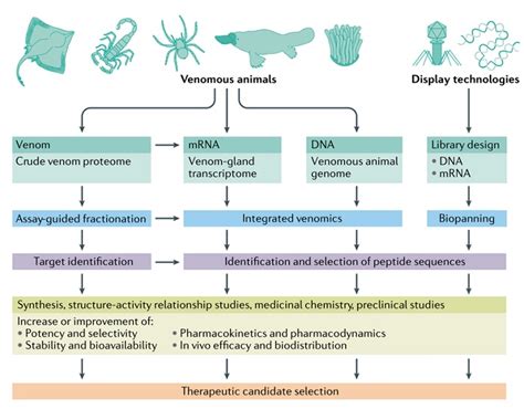 R&D of Peptide Drugs: Current Status | Biopharma PEG