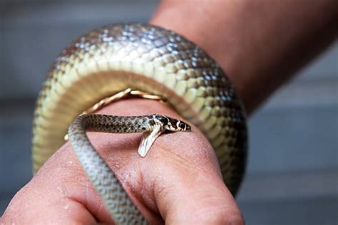 310+ Snake Bite Wound Stock Photos, Pictures & Royalty-Free Images - iStock