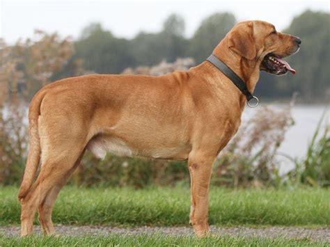 Broholmer | Dogs, Dog breeds, Breeds