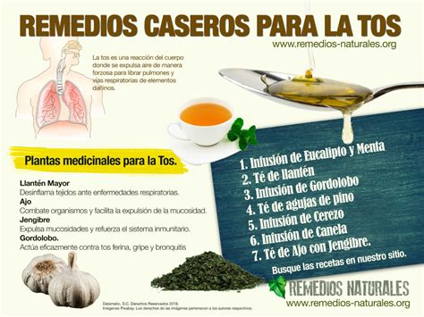 Plantas Medicinales Para La Tos Seca En Niños - Plantă Blog