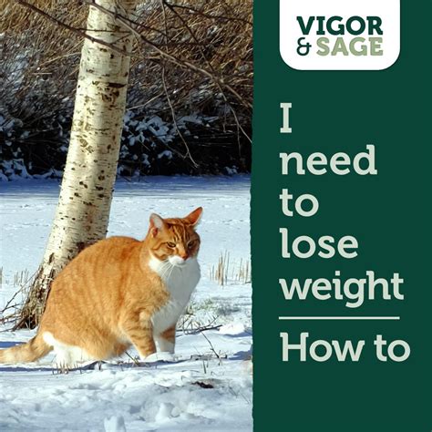 5 tips to help your cat lose weight! – VIGOR & SAGE