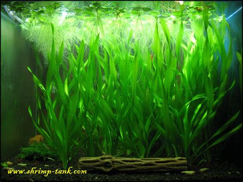 Tank with Vallisneria corkscrew (Vallisneria Spiralis) | Shrimp tank ...