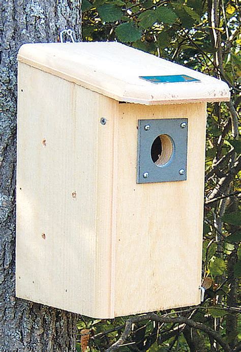 Backyard Bird House