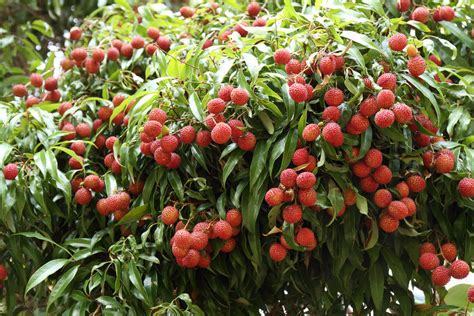 How to Grow Lychee Fruits From Seed - Plant Instructions