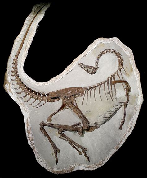 Dinosaurs Sprouted Wings Earlier Than Previously Thought | Science | AAAS