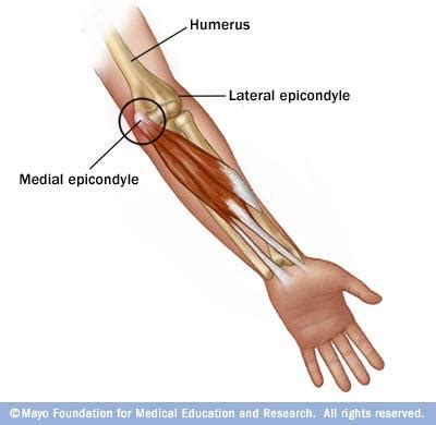 8/21/13, Dreiling, Arm - Anatomy with Chen at Texas A&M College Of ...