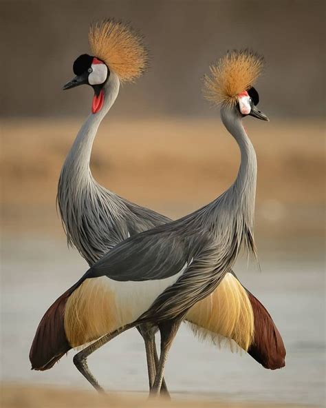 Best bird pictures on Instagram: “Double Crowned Crane! By:@uaebif” | Beautiful birds, Bird ...