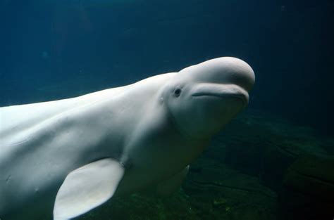 Beluga Whale: Behavior, Conservation, and Importance in the Ecosystem