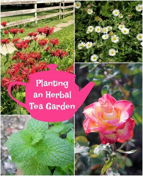 Planting an Herbal Tea Garden - Mom Foodie