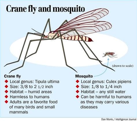 Other Pest Insects