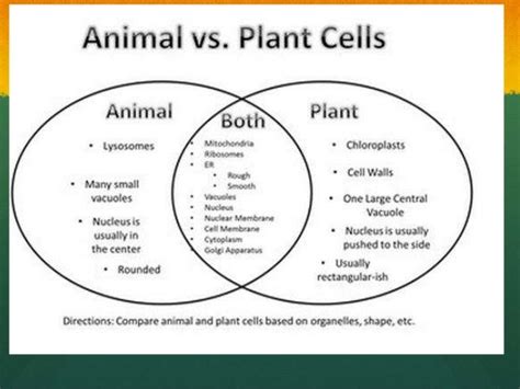 Venn Diagram Plants And Animals