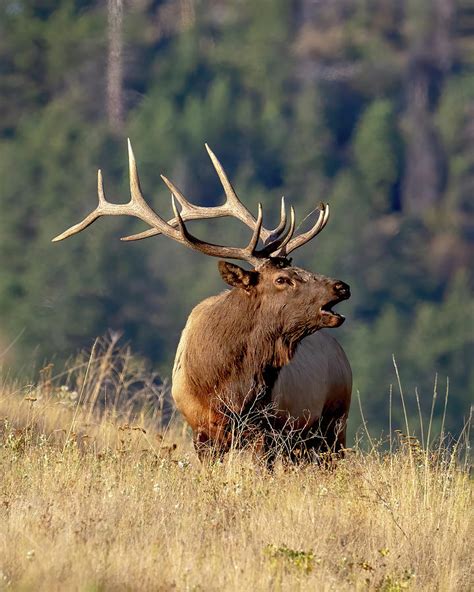 Elk Bugle Photograph by Jack Bell | Fine Art America