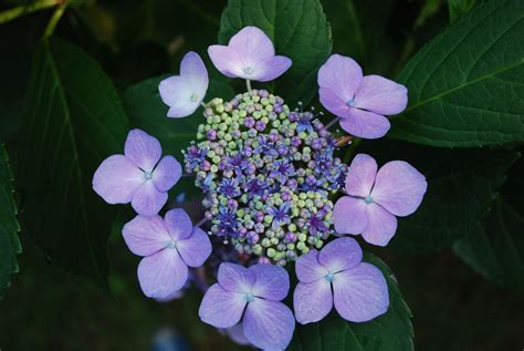 purple hydrangea invasion | Hydrangea purple, Plant leaves, Plants