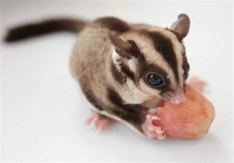 What Fruits Can Sugar Gliders Eat?: A Complete Guide